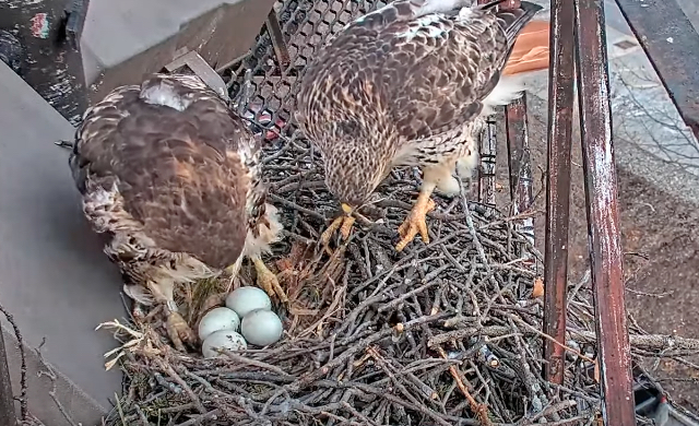 Watch Big Red reveal her fourth egg during an incubation switch.